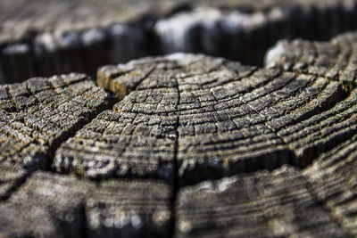 Full frame shot of tree stump