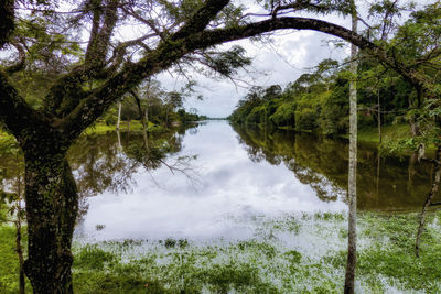 Scenic view of lake in forest against sky