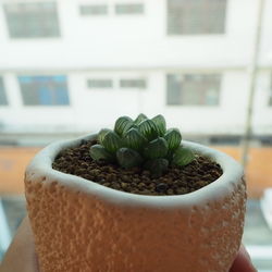 Close-up of potted plant