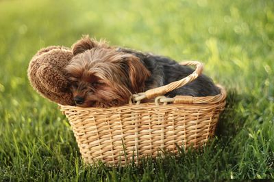 Dog in basket on grass