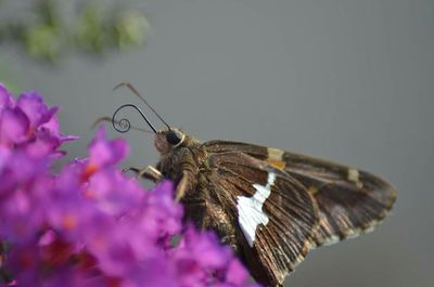 Close-up of butterfly perching on flower