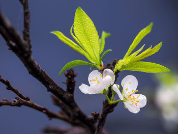 Close-up of cherry blossoms in spring