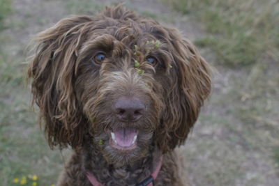 Close-up portrait of dog