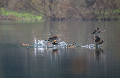 Ducks swimming in lake