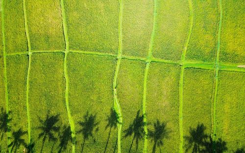 Full frame shot of green plants