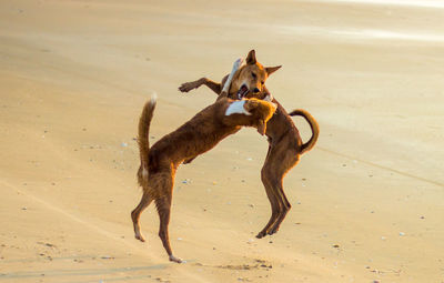 Dogs playing on beach