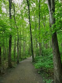 Scenic view of trees in forest