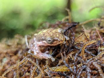 Close-up of frog on land