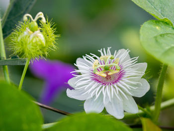Close-up of purple flowering plant