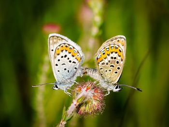 Close-up of butterflies mating on flower