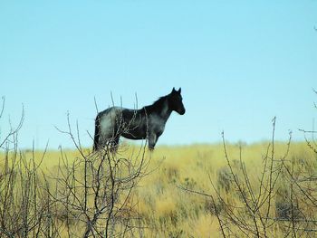 Horse on field against clear sky