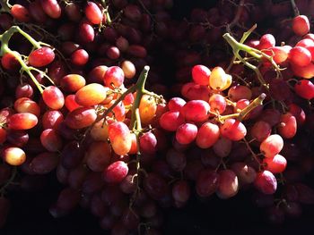 Close-up of berries on tree