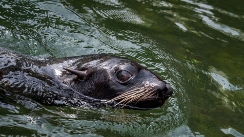 High angle view of northern fur seal swimming in pond at moscow zoo