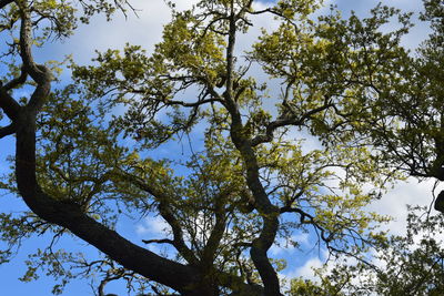 Low angle view of tree against sky