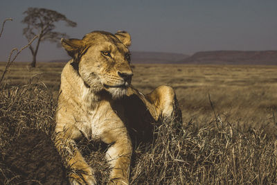 Close up view of a lioness in the serengeti landscape