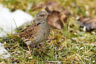 Close-up of bird perching on grass