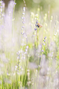 Close-up of bee pollinating on flower