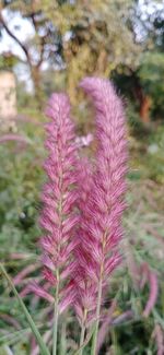 Close-up of pink flowering plant on field
