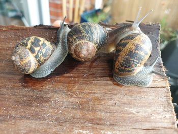 Close-up of snail on table