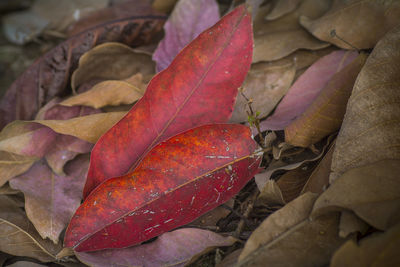 High angle view of maple leaf on leaves