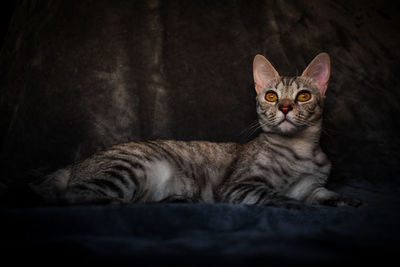 Close-up portrait of tabby cat