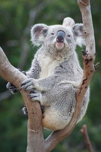 Sleepy koala bear, resting in a gumtree 