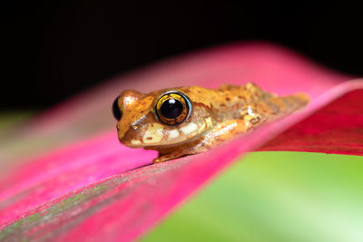 Close-up of frog on leaf