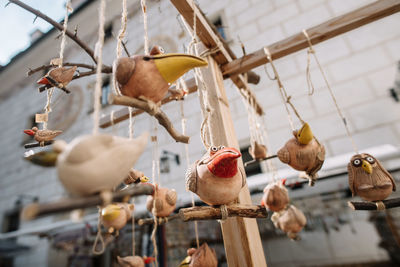 Low angle view of birds hanging on wood