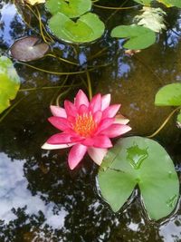 Close-up of pink lotus water lily in pond