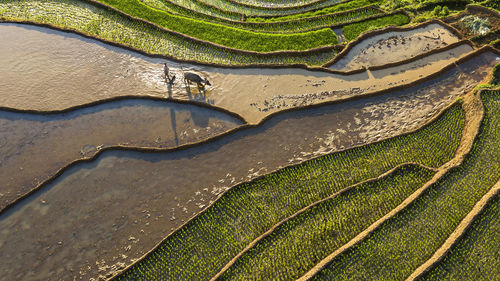 High angle view of agricultural field