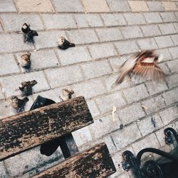 High angle view of pigeons