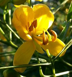 Close-up of yellow flower