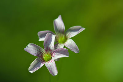 Close-up of white flowering plant