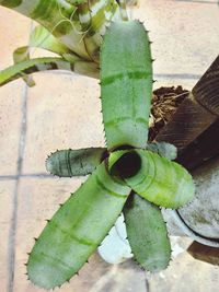 Close-up of cactus plant