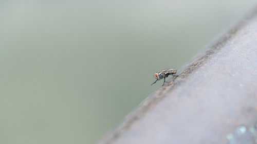 Close-up of ant on rock