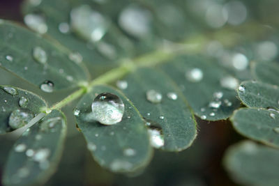 Close-up of raindrops on leaves