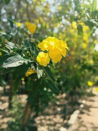 Close-up of yellow flowers blooming outdoors