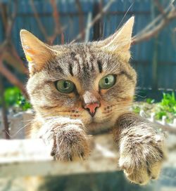 Close-up portrait of a cat