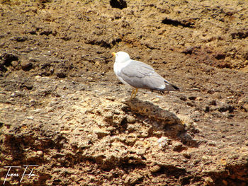 Close-up of bird perching on ground