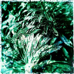 Full frame shot of green leaves