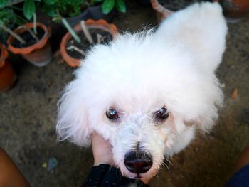 Close-up portrait of white dog