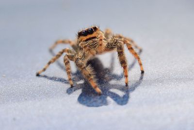 Close-up of spider on table