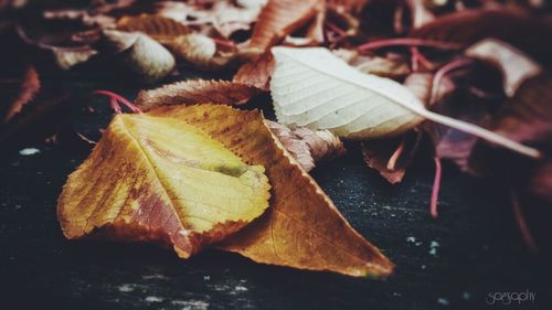 Close-up of maple leaves