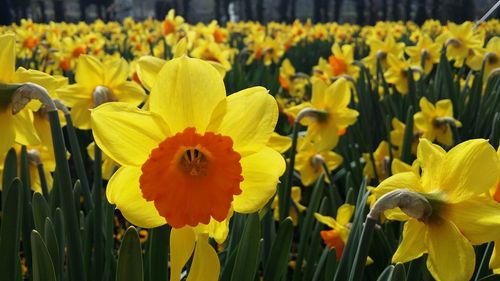 Close-up of tulips blooming in field