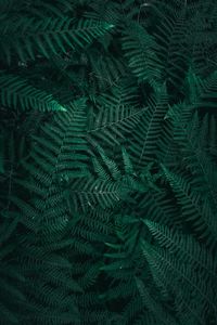 Green plant leaves in the garden in autumn season, green background