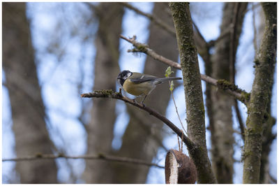 Low angle view of bird perching on a tree