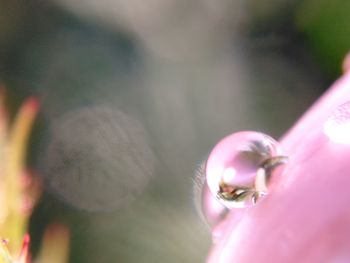 Close-up of flower against blurred background