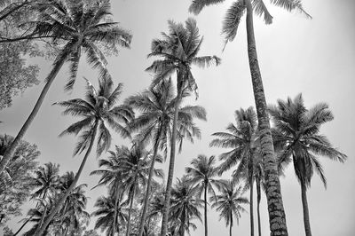 Low angle view of palm trees against clear sky