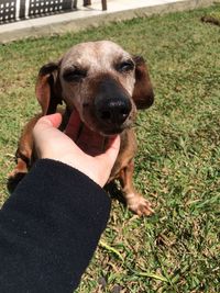 Cropped hand touching dog on field during sunny day