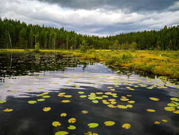 Scenic view of lake in forest against sky